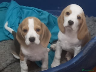 Beagle dogs - Advert 35