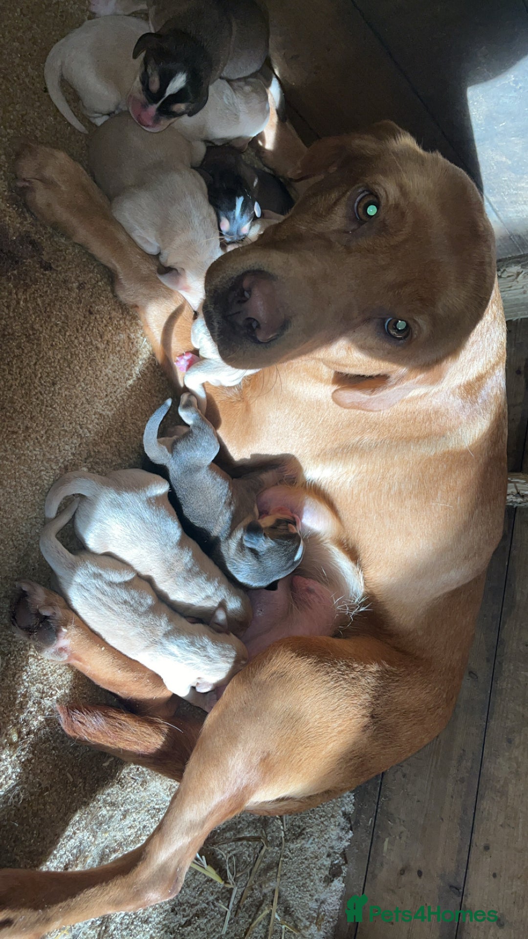 Mixed Breed dogs for sale: Labrador x beagles  - Image 3