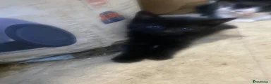 Black kitten