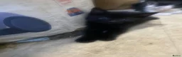 Mixed Breed cats for sale: Black&white kittens with black kittens in London - Advert 3