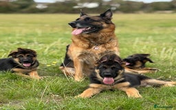 German Shepherd dogs for sale: Stunning litter - Image 1
