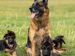 German Shepherd dogs - Advert 26