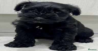 Miniature Schnauzer dogs - Advert 8
