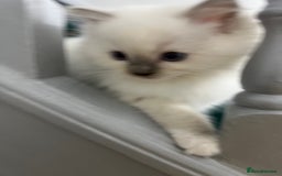 Ragdoll cats for sale: Extremely white Ragdoll boy! - Image 8