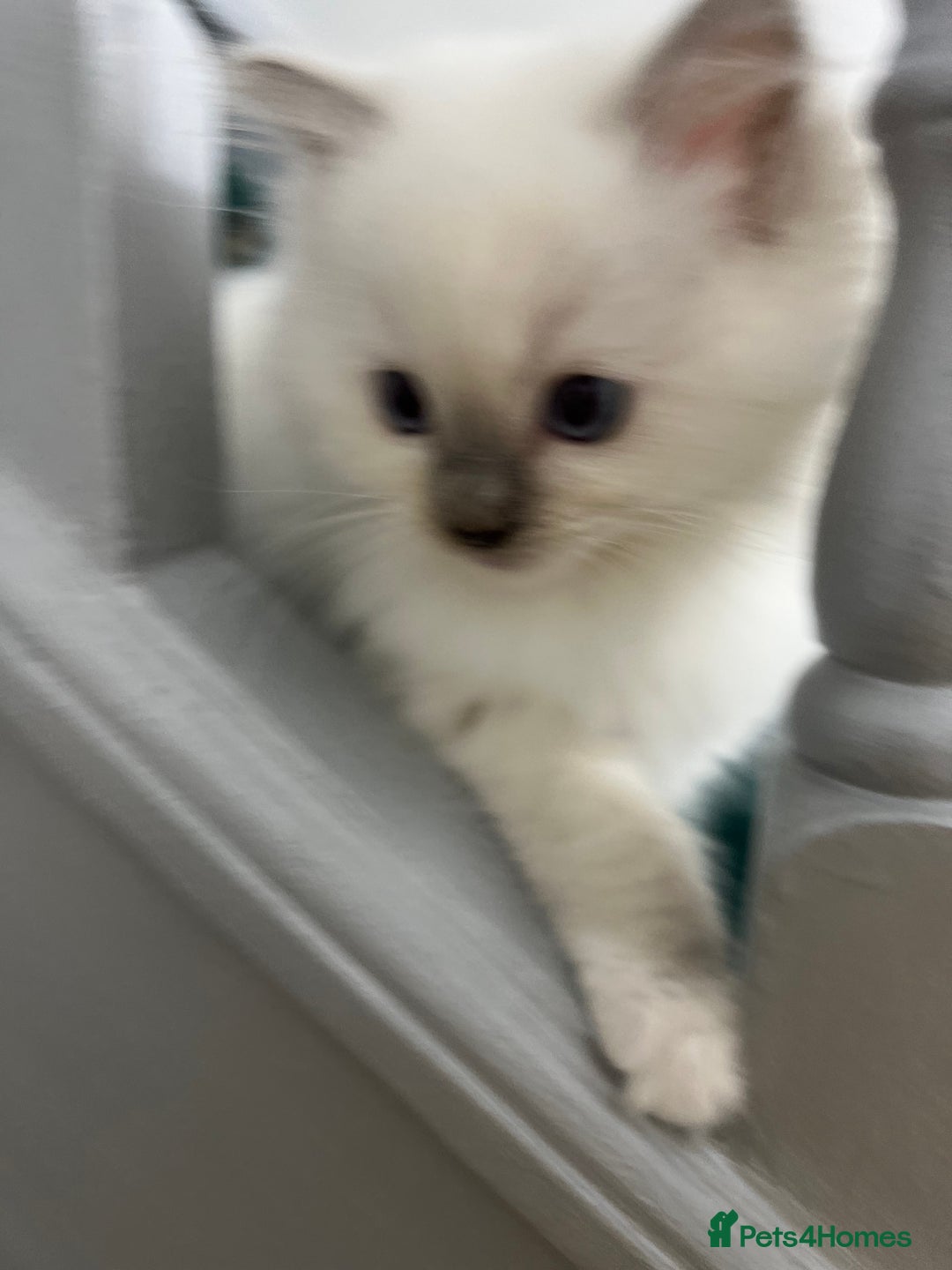 Ragdoll cats for sale: Extremely white Ragdoll boy! - Image 8