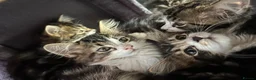 Mixed Breed cats for sale: Fluffy Kittens for sale - Advert 18