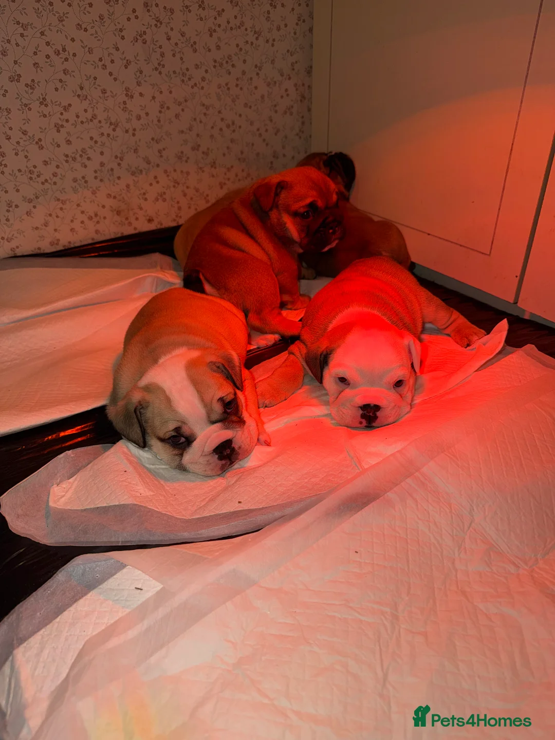 English Bulldog dogs for sale: English Bulldog Puppies Rare Coloured Ready now! - Advert 20