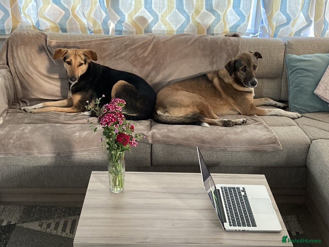 Mixed Breed dogs for sale: Very Special Mixed German Shepherd Girl (aged 3) - Image 16