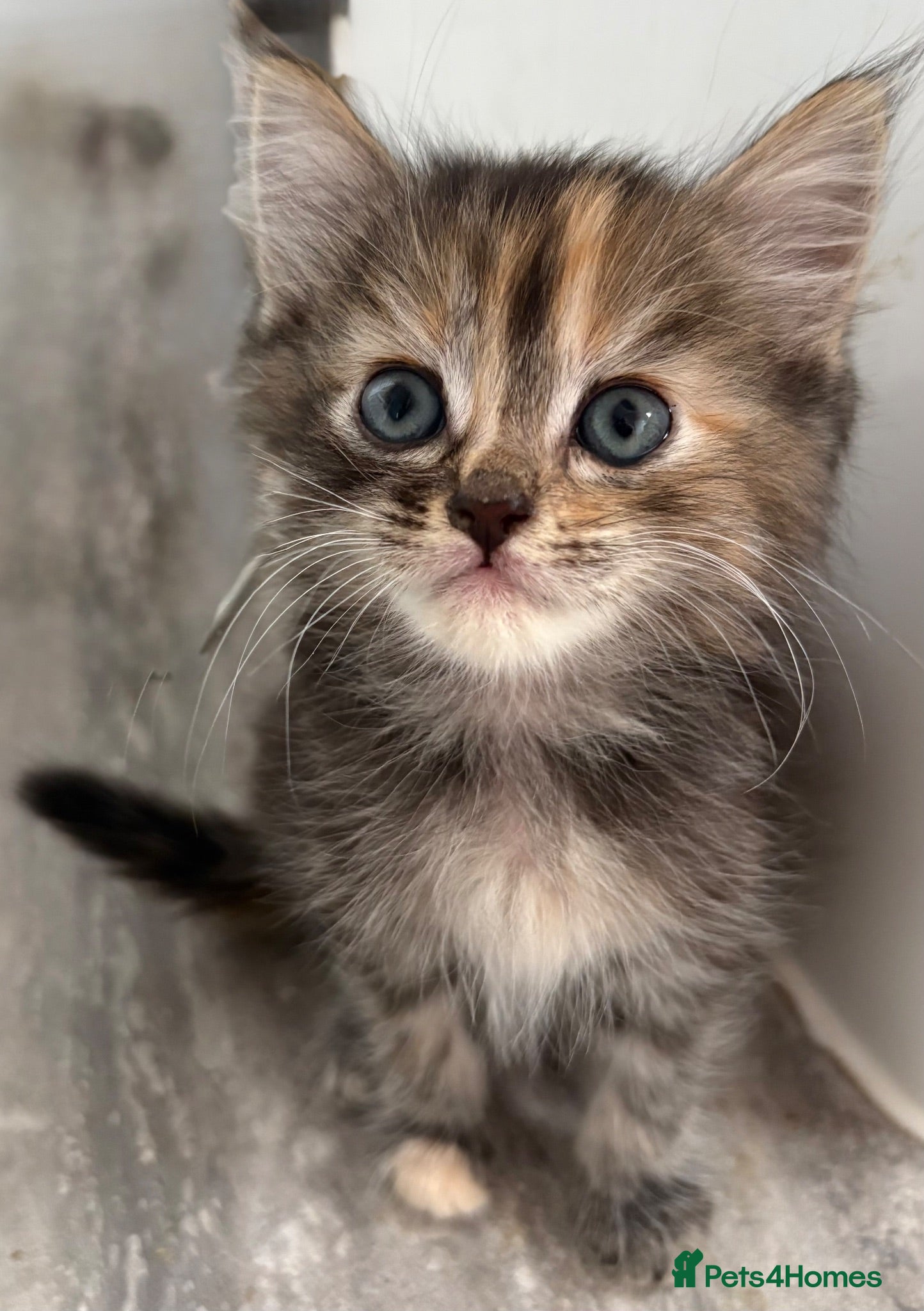 Mixed Breed cats Last Affectionate & Beautiful Ragdoll X Kittens - Advert 2