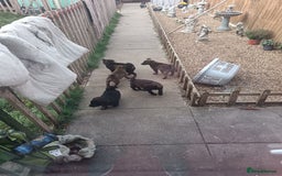 Mixed Breed dogs for sale: puppies  for sale - Advert 2