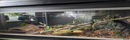 King Snake reptiles for sale: Albino California King Snake  - Advert 4