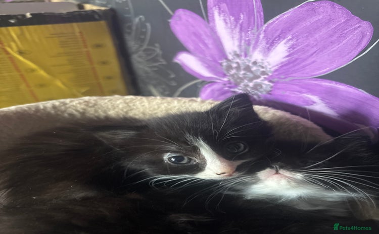 British Longhair cats 2 black and white female lomghair kittens - Advert 3