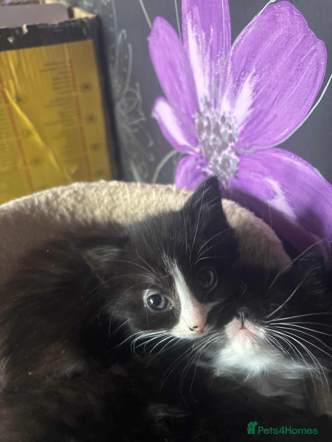 British Longhair cats for sale: 2 black and white female lomghair kittens - Advert 1