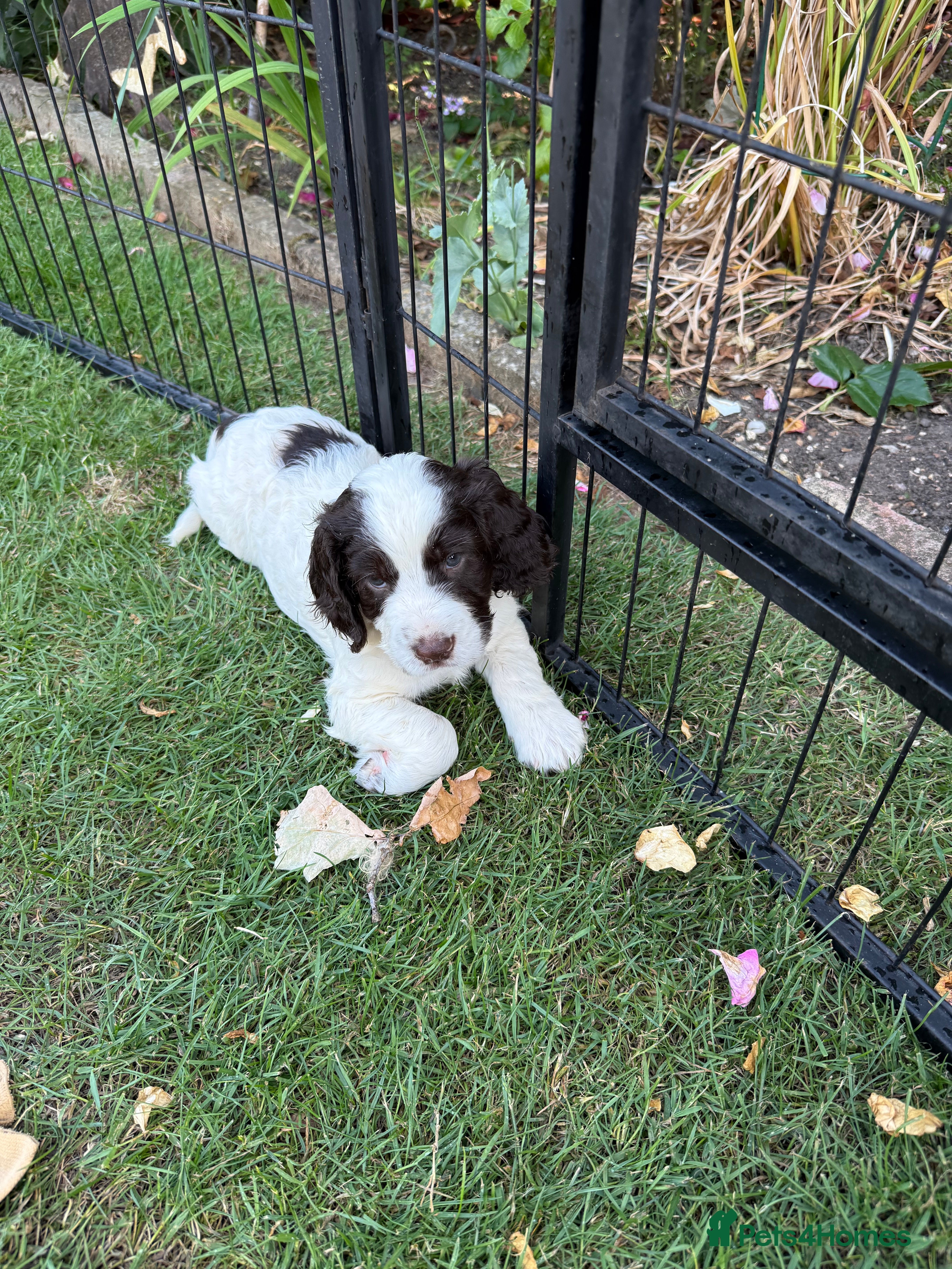 Cocker Spaniel dogs 8 Beautiful Working Cocker Spaniel Puppies  - Advert 2