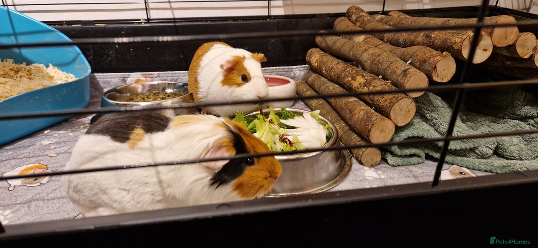 Guinea Pig rodents for sale: 2 female guinea pigs  - Advert 3