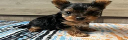 Yorkshire Terrier dogs for sale: 🐾We have lovely miniature boy🐾 - Advert 1