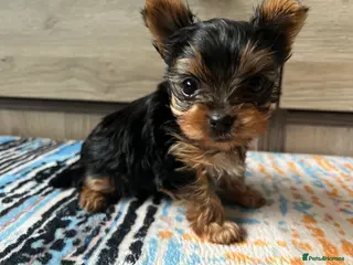 Yorkshire Terrier dogs 🐾We have lovely miniature boy🐾 - Advert 1