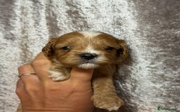 Cavapoo dogs for sale: Beautifully marked F1 Cavapoo’s  - Image 6