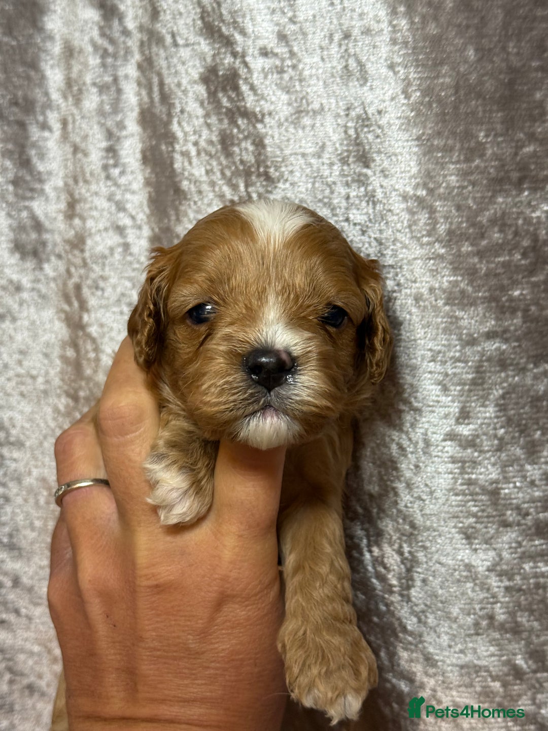 Cavapoo dogs for sale: Beautifully marked F1 Cavapoo’s  - Image 6
