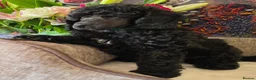 Standard Poodle dogs for sale: Rarely seen in UK - Moyen Poodle - Advert 8