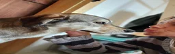 Mixed Breed dogs for adoption: 🐾 LAJKA – LOOKING FOR A FOREVER HOME 🐾 - Advert 11