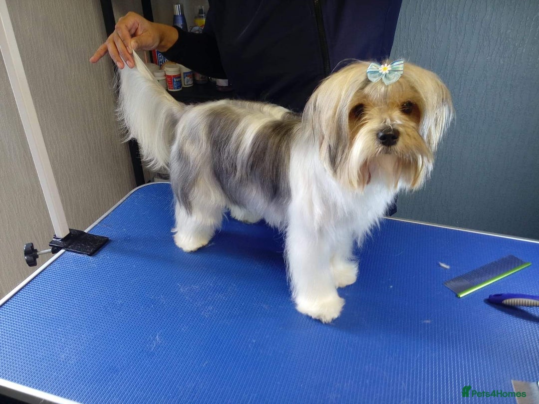 Yorkshire Terrier dogs for sale: Outstanding Yorkshire terrier biewer  - Image 1