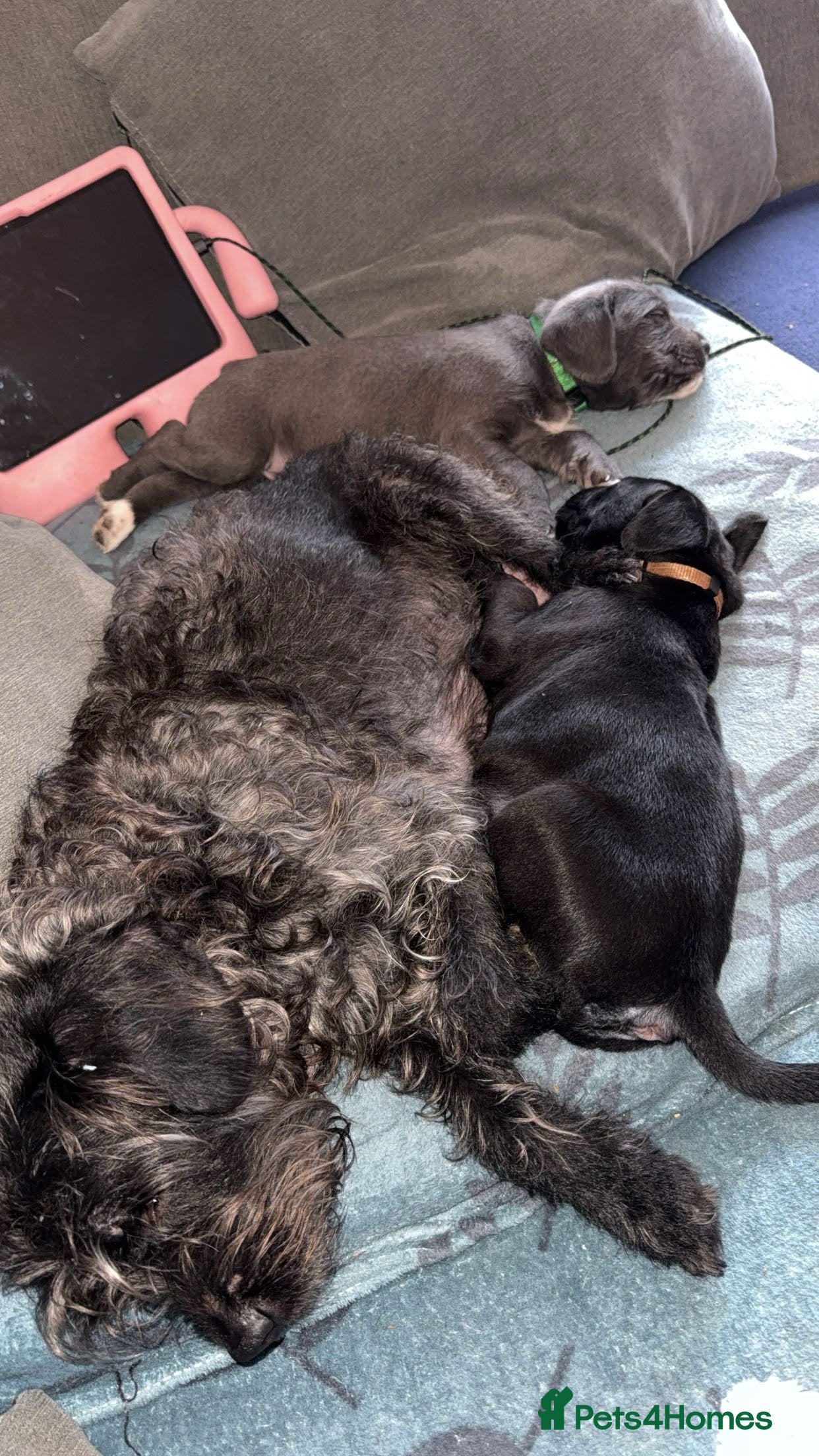 Mixed Breed dogs Cane corso X patterdale  - Advert 3