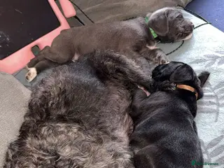 Mixed Breed dogs Cane corso X patterdale - Advert 3