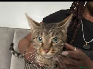 Mixed Breed cats Stunning Half Bengal Half Savannah Baby Boy - Advert 3