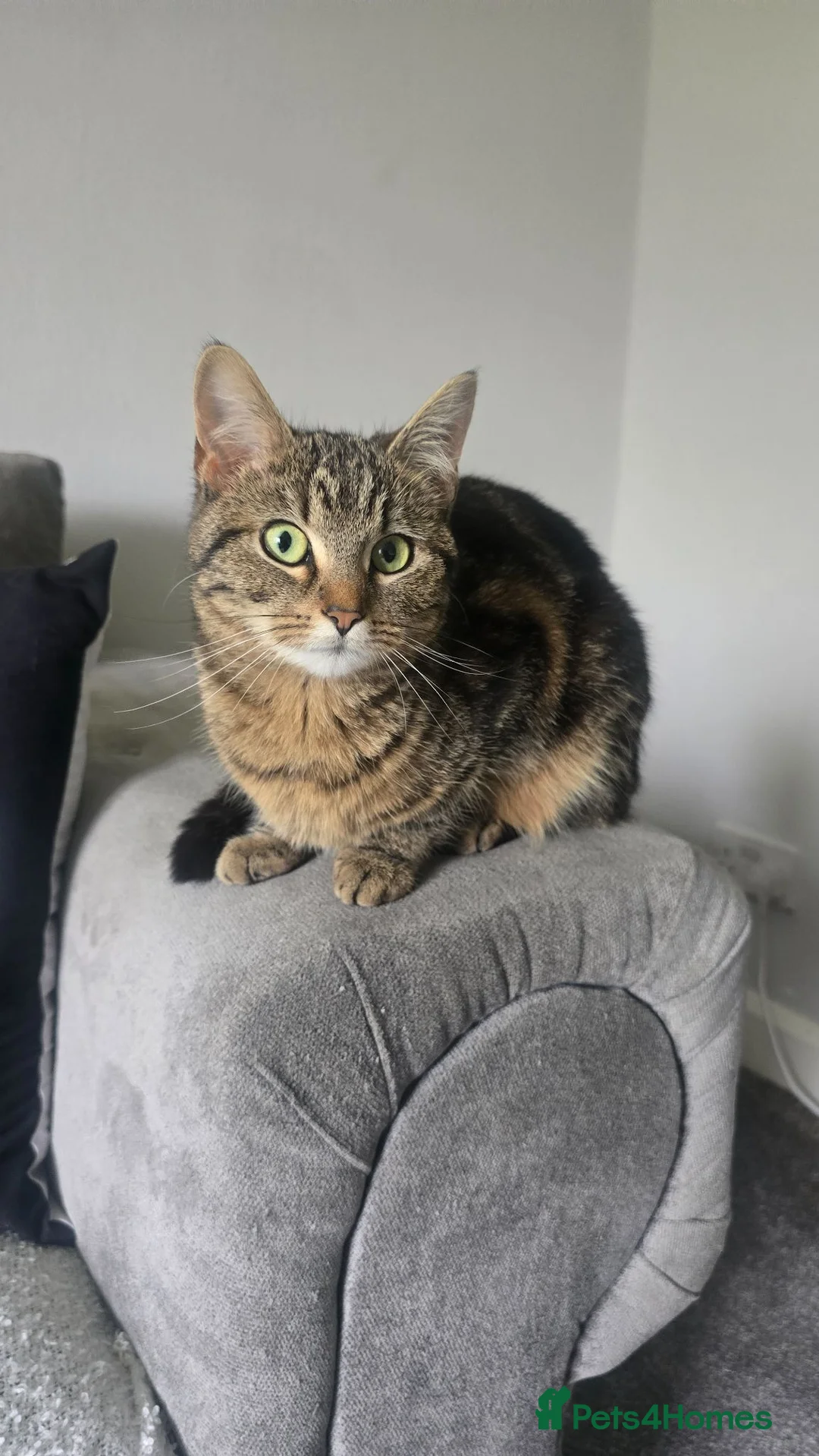 British Shorthair cats for sale: Lovely Female Cat - Advert 1