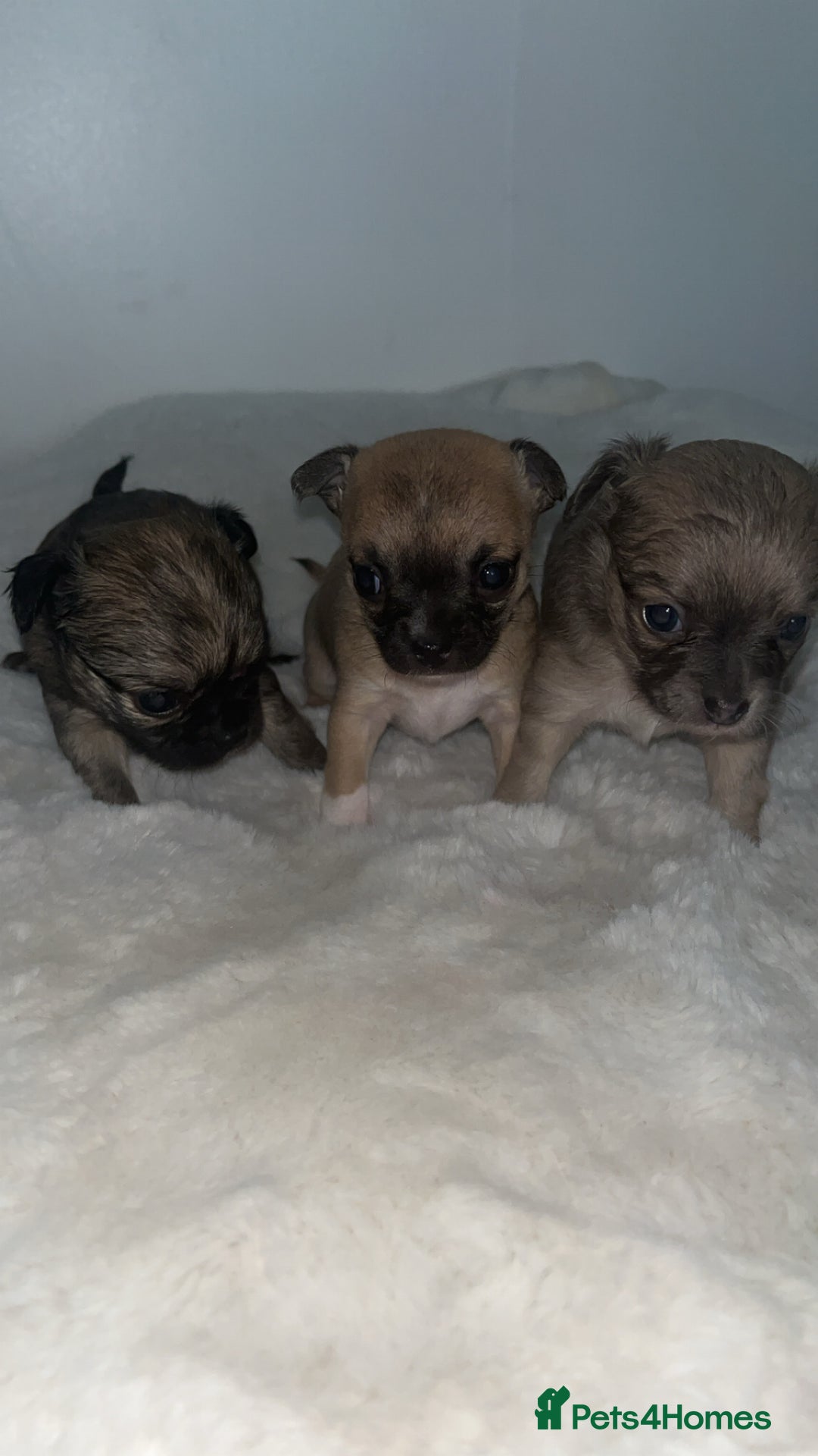 Chihuahua dogs for sale: Chihuahua puppies  - Advert 1