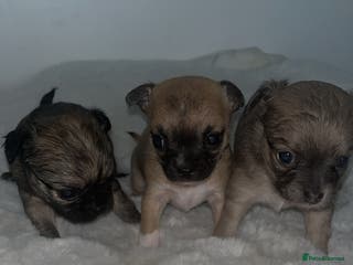 Chihuahua dogs Chihuahua puppies - Advert 7