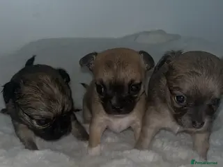 Chihuahua dogs Chihuahua puppies - Advert 7