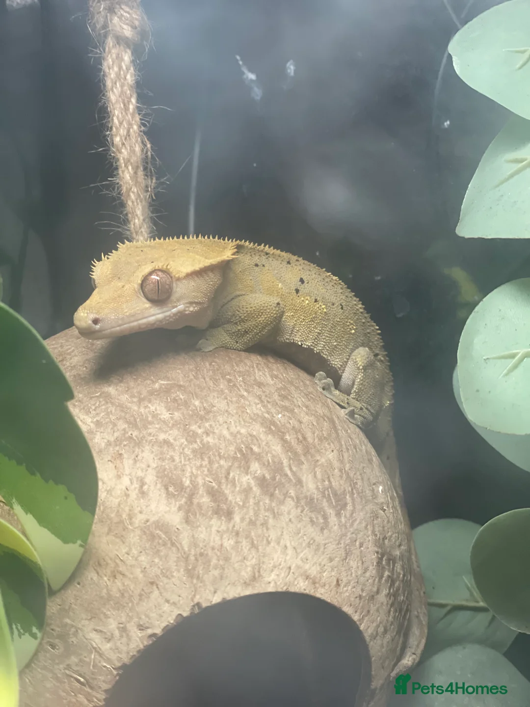 Gecko reptiles for sale: crested gecko for rehoming  - Advert 4