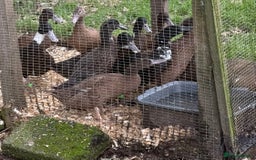Ducks poultry for sale: Ducks for sale  - Image 3