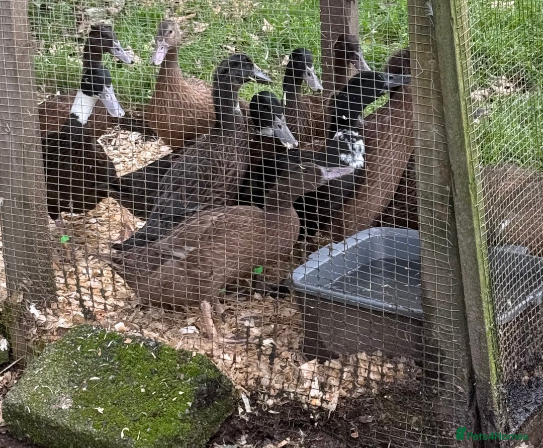 Ducks poultry for sale: Ducks for sale  - Image 3