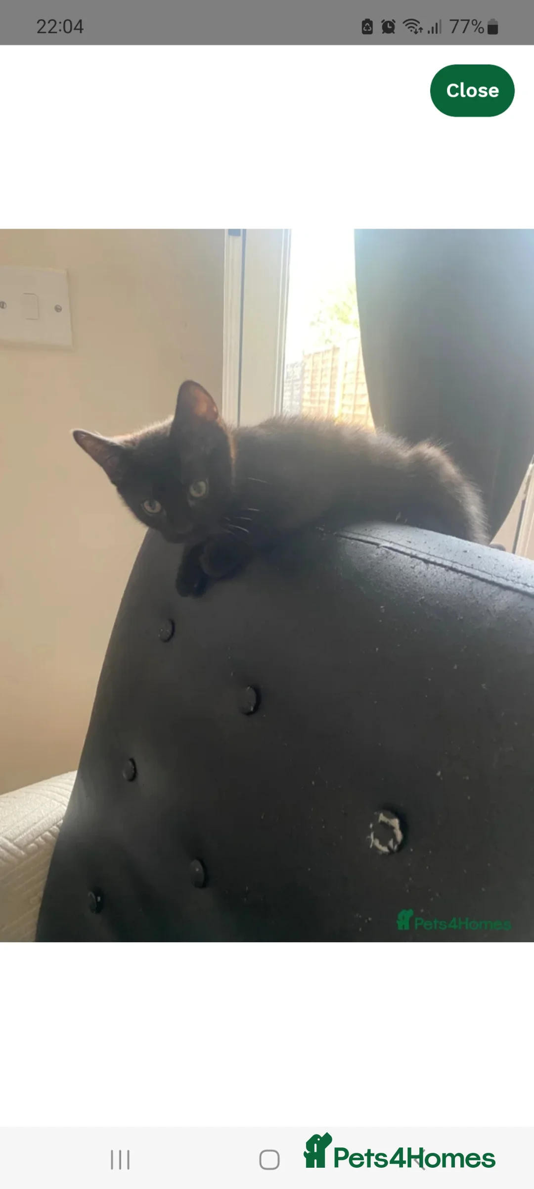 Mixed Breed cats for sale: Male kitten  - Advert 2