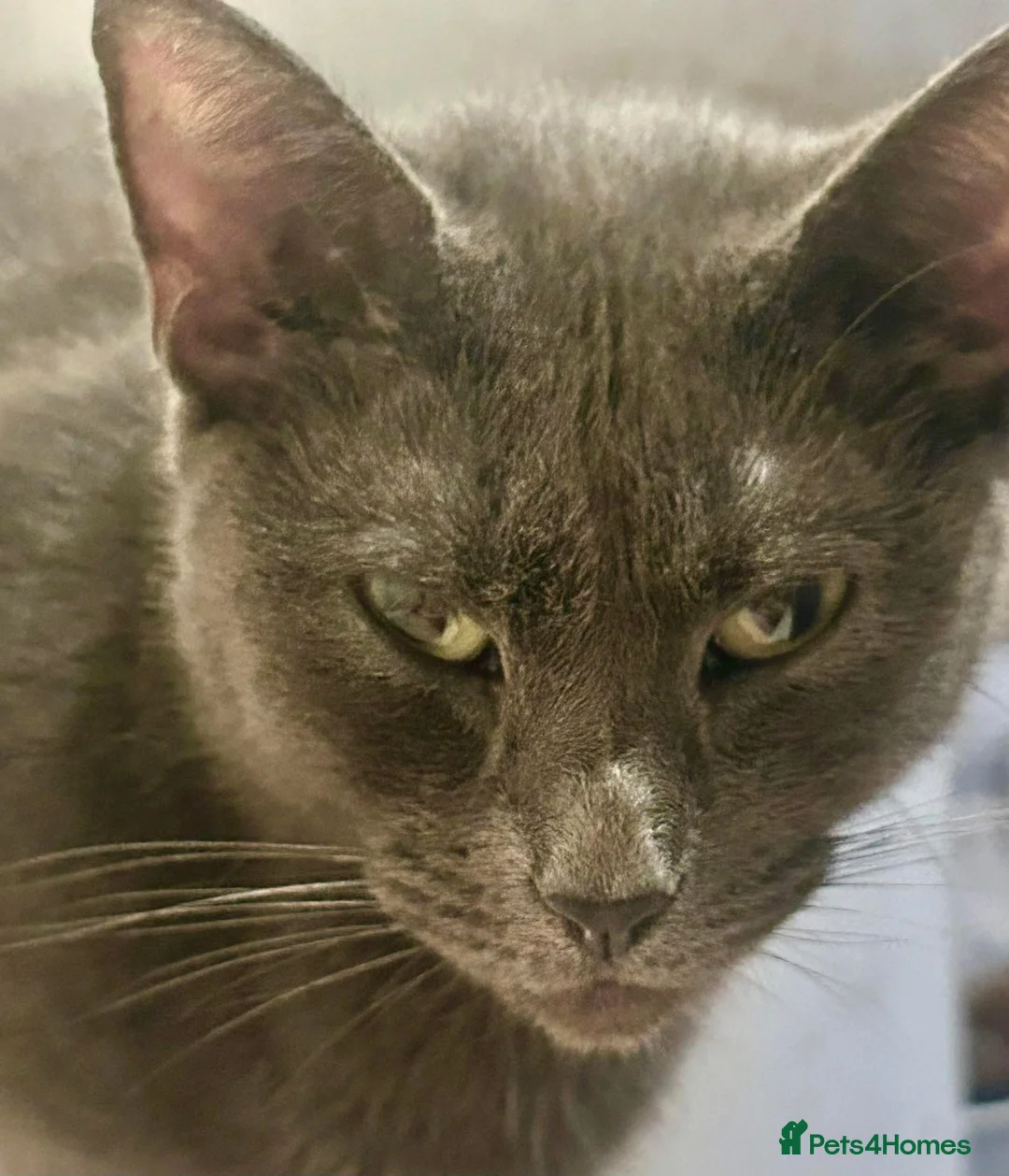 Mixed Breed cats for sale: Beautiful grey kittens for sale in Swindon - Advert 2