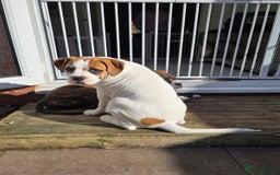 Mixed Breed dogs for sale: ADORABLE AMERICAN BULLDOG/ DOUGE DE BORDEAUX  - Image 12