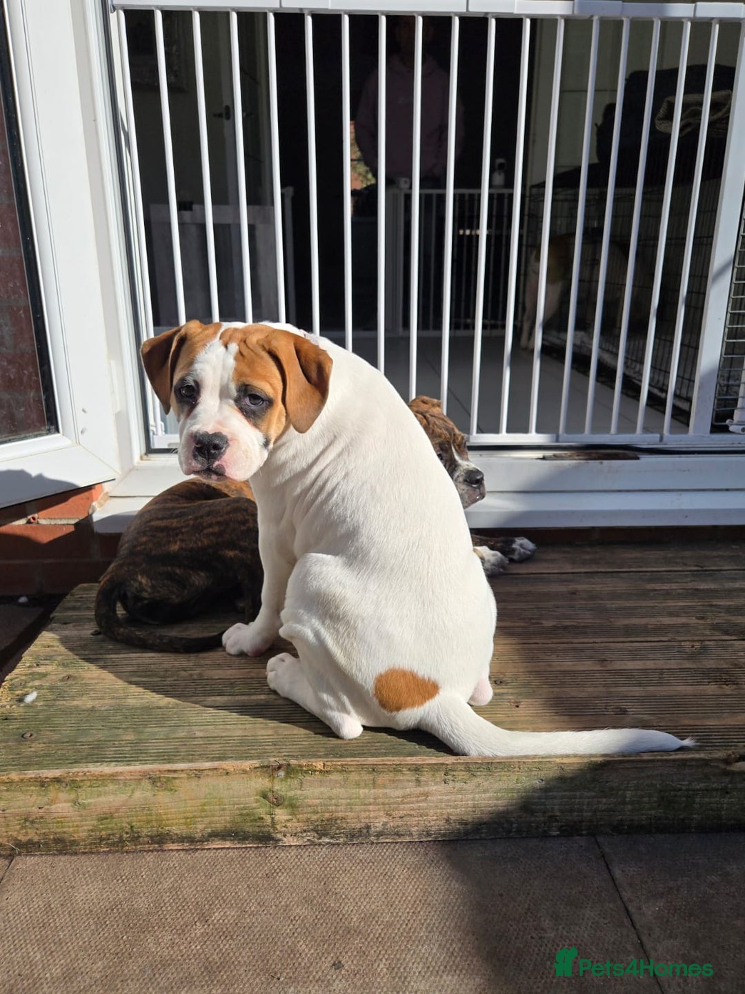 Mixed Breed dogs for sale: ADORABLE AMERICAN BULLDOG/ DOUGE DE BORDEAUX  - Image 12