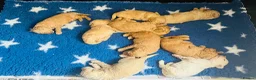 Standard Poodle dogs for sale: Stunning litter standard poodles  - Advert 3