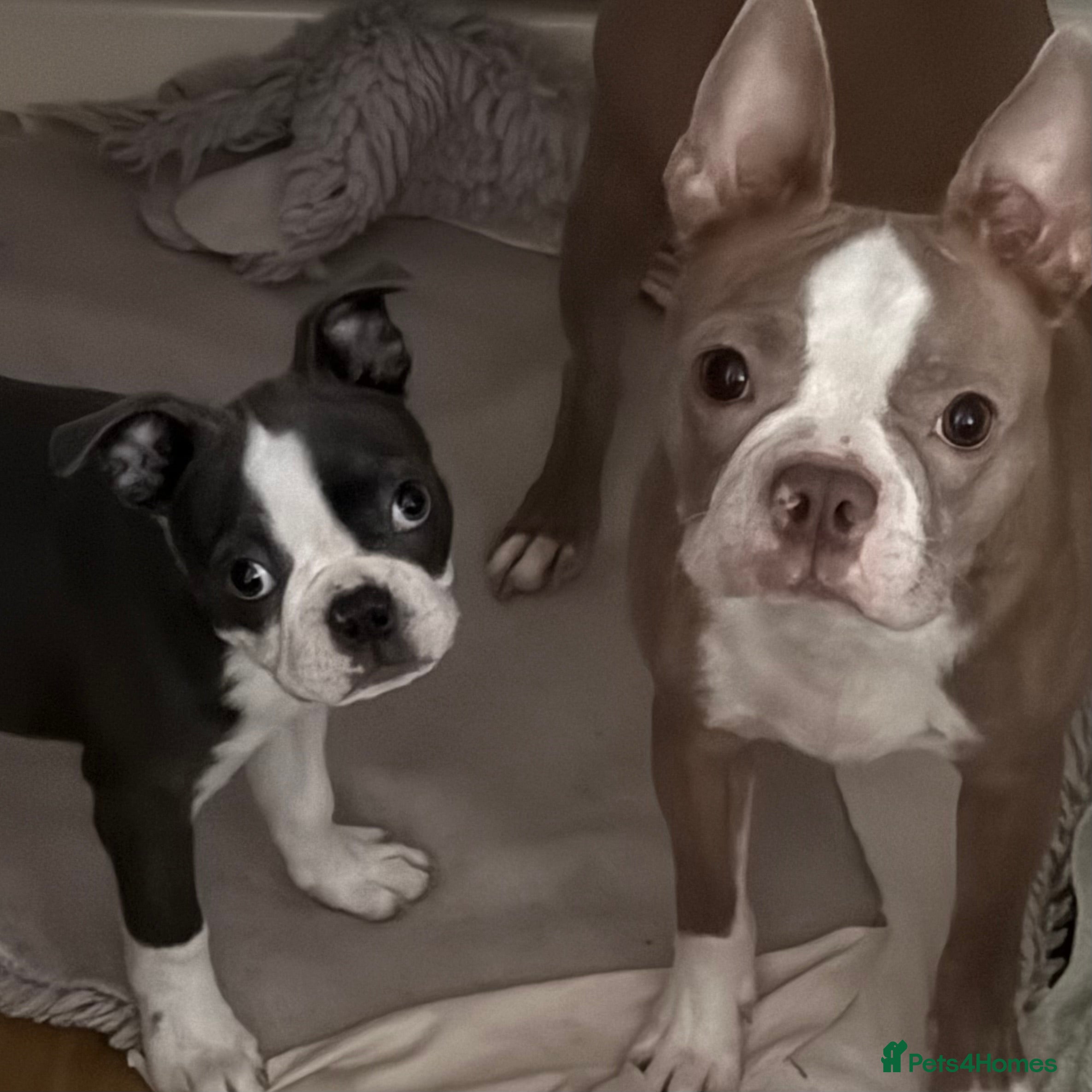 Boston Terrier dogs Beautiful blue boston girl  - Advert 1