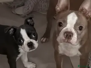 Boston Terrier dogs Beautiful blue boston girl - Advert 1