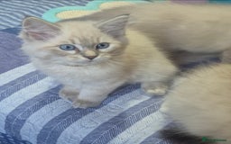 Siberian cats for sale: Pedigree girl and boy availiable - Image 6