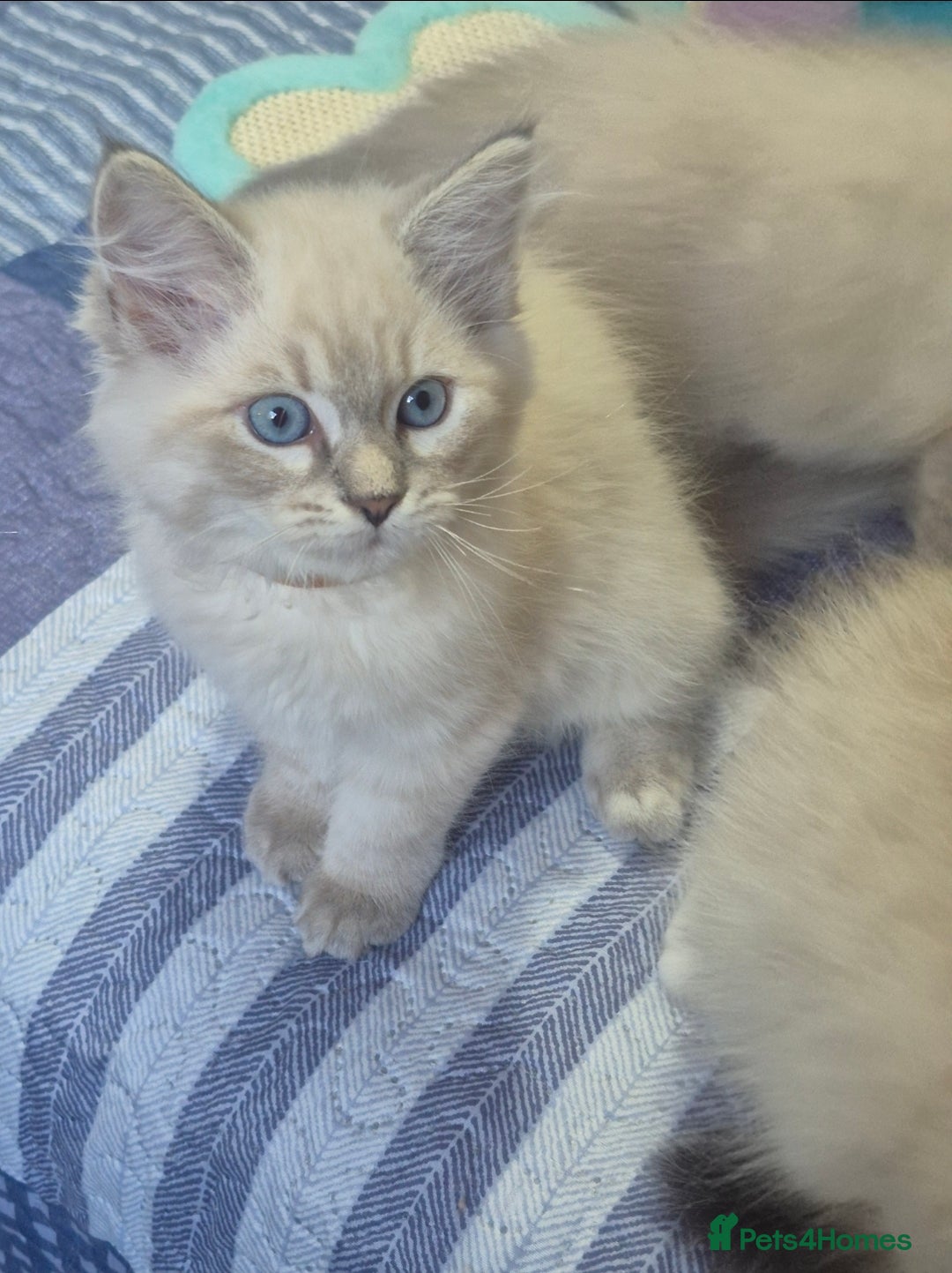 Siberian cats for sale: Pedigree girl and boy availiable - Image 6