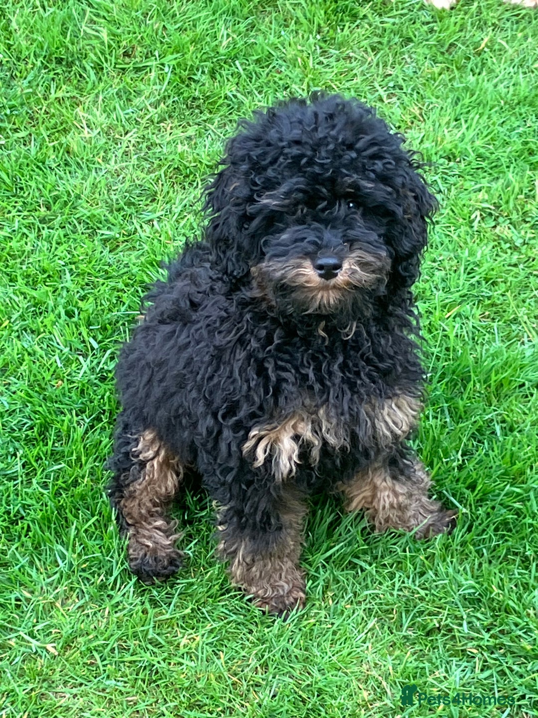 Cockapoo dogs for sale: COCKAPOO PUPPIES RED & BLACK in CAMBRIDGESHIRE  - Advert 14