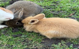 Angora rabbits for sale: Dutch and angora babies  - Image 3