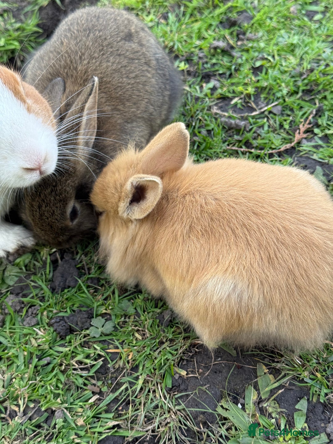 Angora rabbits for sale: Dutch and angora babies  - Image 3