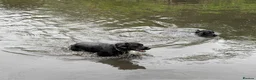 Labrador Retriever dogs for sale: Young KC Registered Labradors – Rehome Together in Edinburgh - Advert 6