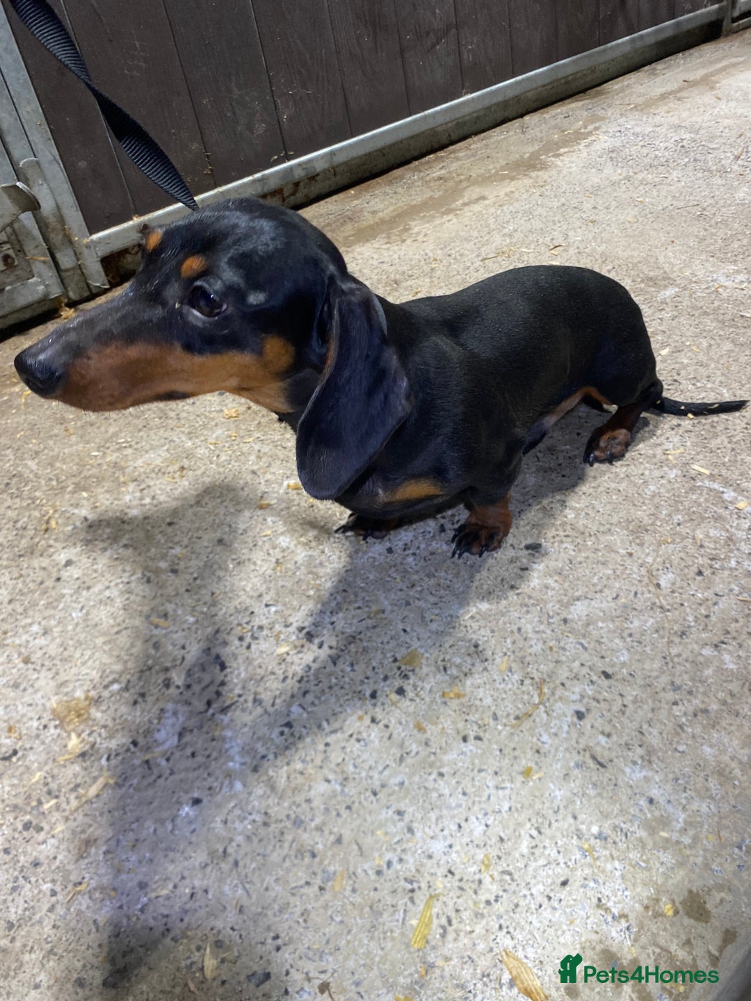 Miniature Dachshund dogs for sale: 1yo Miniature Dachshund - Advert 22